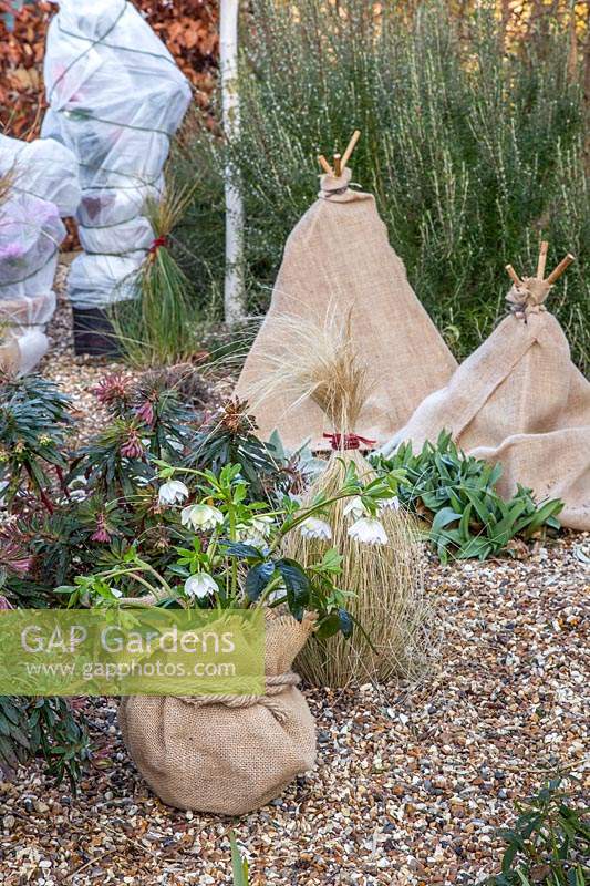 Winter protection of plants - teepee made with bamboo sticks and hessian.
