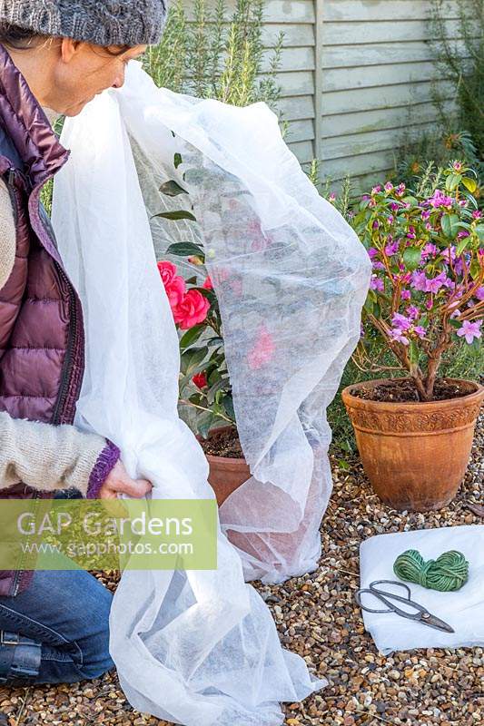 Woman wrapping a pot grown Camelia shrub with fleece to protect against Winter frosts