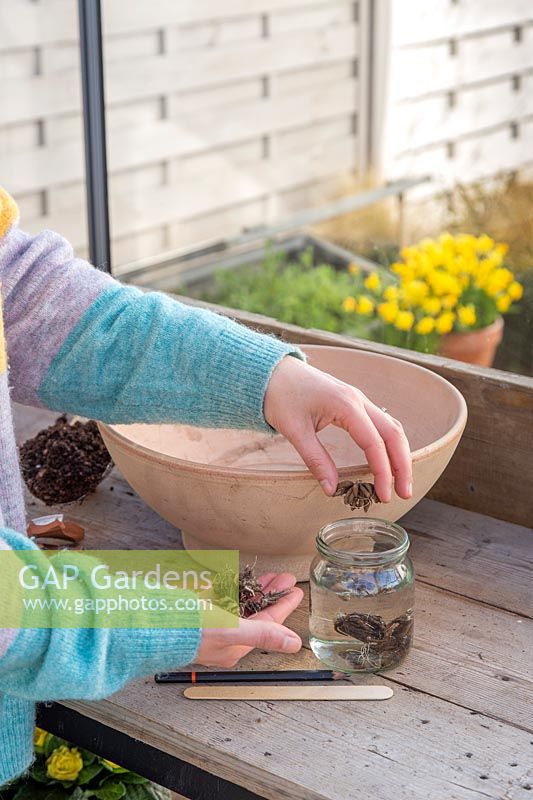Woman adding Ranunculus corms to glass jar with water to soak prior to planting. 