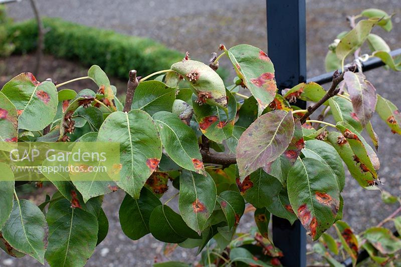 Pyrus 'Worcester Black' - Pear 'Worcester Black' with blight