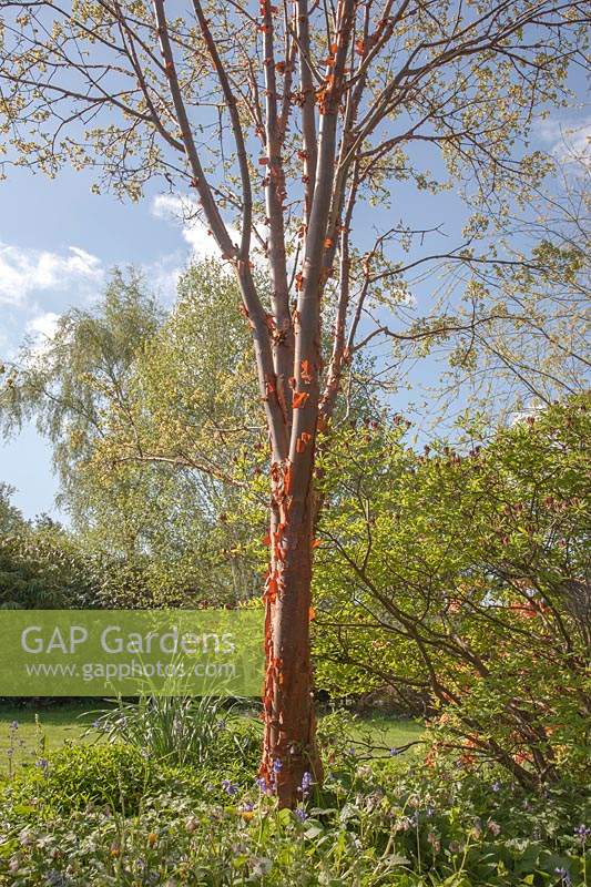 Acer griseum - Paperbark Maple
 