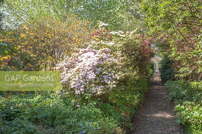 Gravel path through walled Shrubbery to an inscribed, Celtic Stone. Flowering Azaleas. 