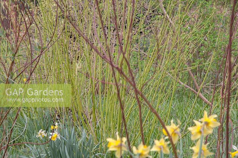 Cornus alba 'Sibirica'and Cornus sericea 'Flaviramea'. Spring. 