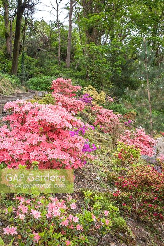 Rhododendron - Japanese Azalea flowering on steeply-sloping bank. 