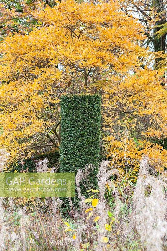 Column of Taxus baccata - Yew - in front of Magnolia stellata - Star Magnolia with yellow leaves. 