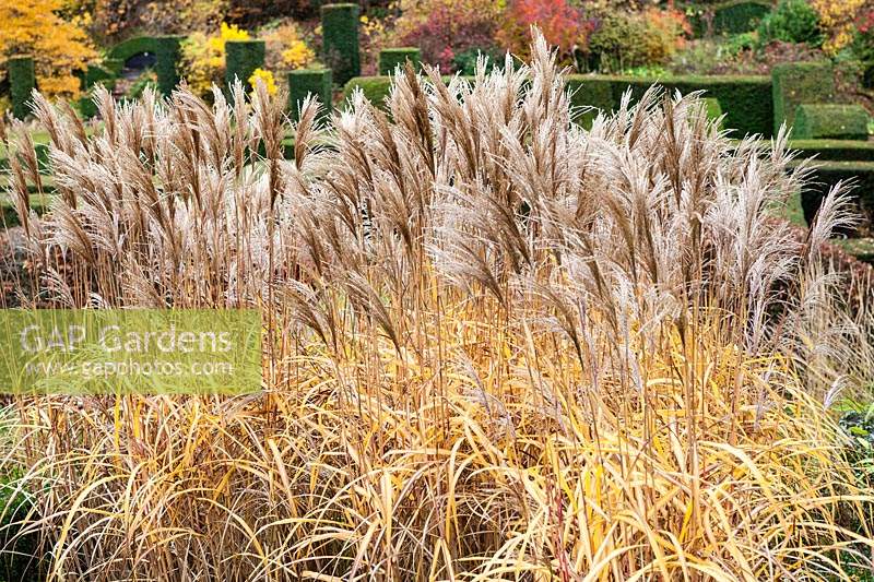 Bed of Miscanthus sinensis 'Malepartus' - Eulalia 'Malepartus' with autumn colouring. 
