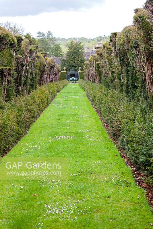 View down the Taxus baccata - Yew Avenue in the Walled Garden. Miserden garden, near Stroud, Gloucestershire, UK.
