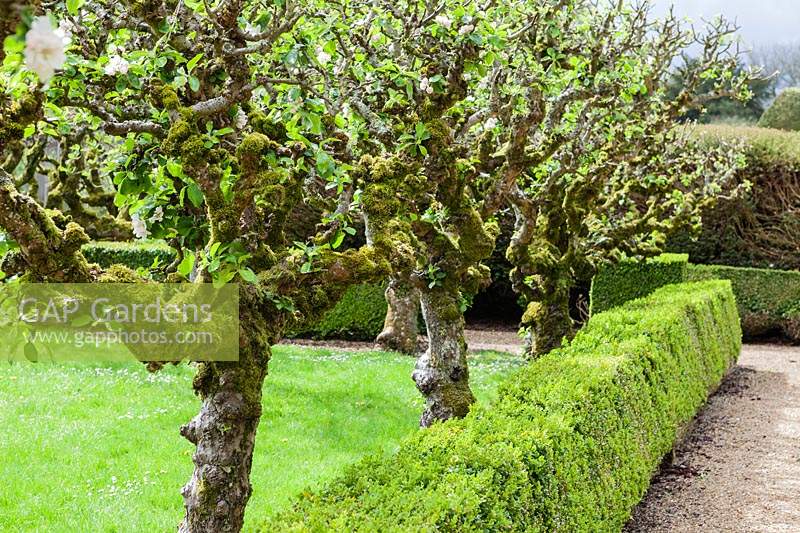 Old espaliered Malus - Apple trees grow by low hedge of Buxus - Box in the Walled Garden. Miserden Garden, near Stroud, Gloucestershire, UK.
