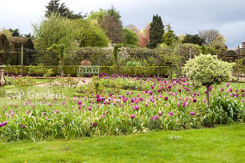 Tulips in beds of the Parterre and Sundial garden within the Walled Garden. Miserden garden, near Stroud, Gloucestershire, UK. 