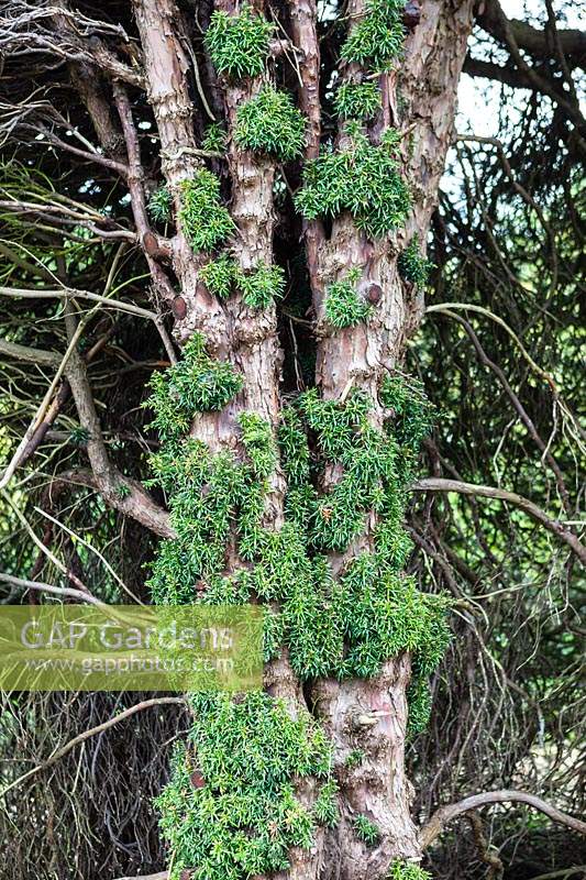 Detail of re-growth on mature hedge of Taxus baccata - Yew. Miserden garden, near Stroud, Gloucestershire, UK.
