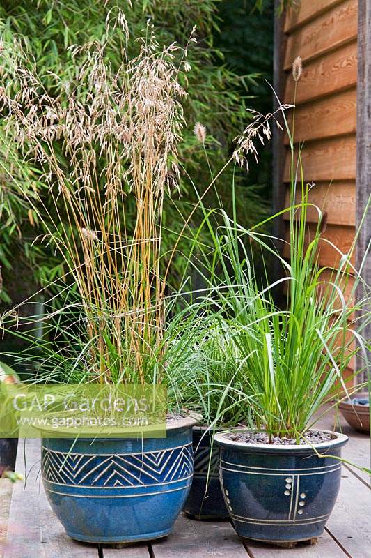 Ornamental grasses planted in Oriental ceramic containers on the deck of the Japanese teahouse. 