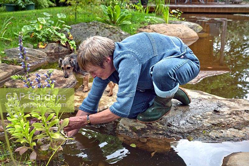 Margaret Gimblett planting a Lobelia siphilitica in the pond. 