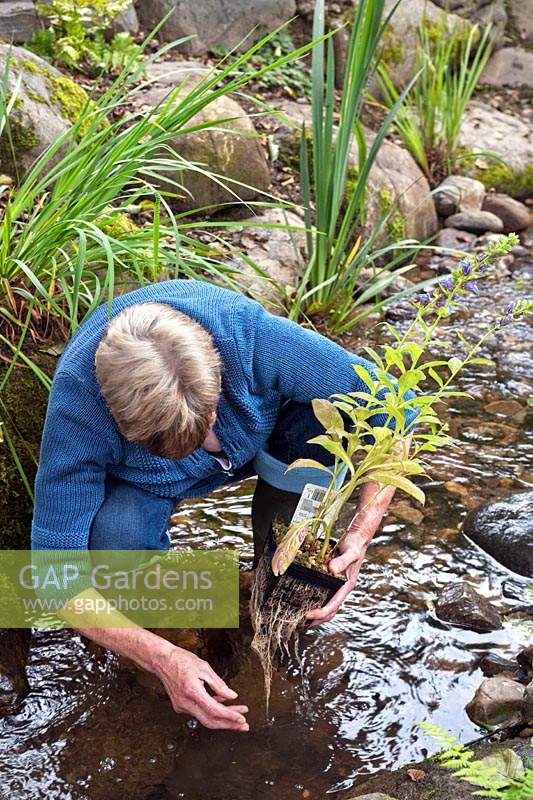 Margaret Gimblett washing Lobelia siphilitica in the stream to remove of any traces of duck weed from the garden centre. 