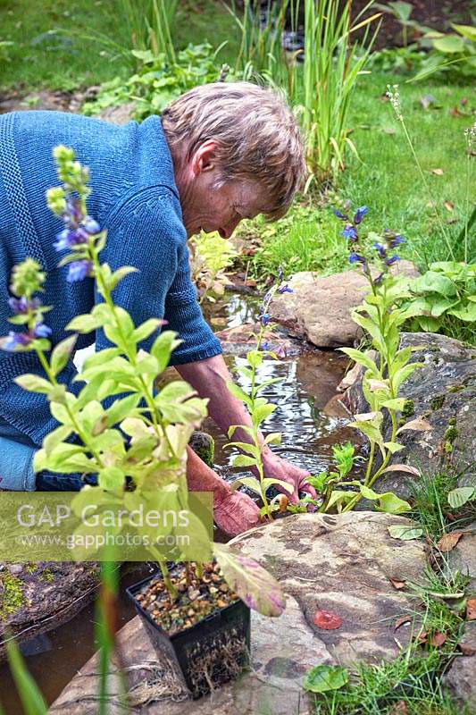 Margaret Gimblett planting a Lobelia siphilitica in the pond.
