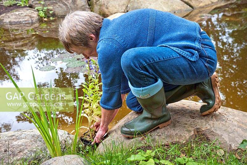 Margaret Gimblett planting a Lobelia siphilitica in the pond.
