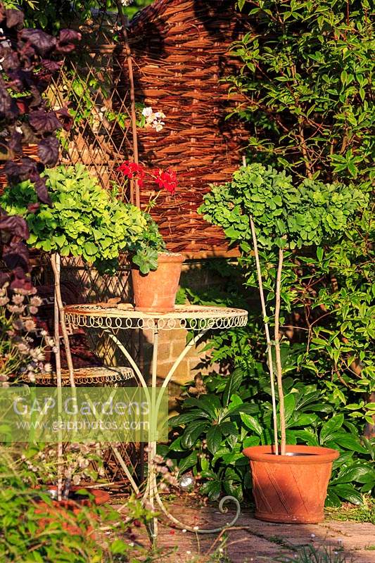 Ornate metal table and chair in the cottage garden at the front of the barn. A terracotta pot of pelargoniums sits on the table. 