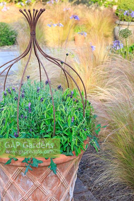Ornamental terracotta pot with rusted metal frame planted with Lavandula stoechas - French Lavender. 