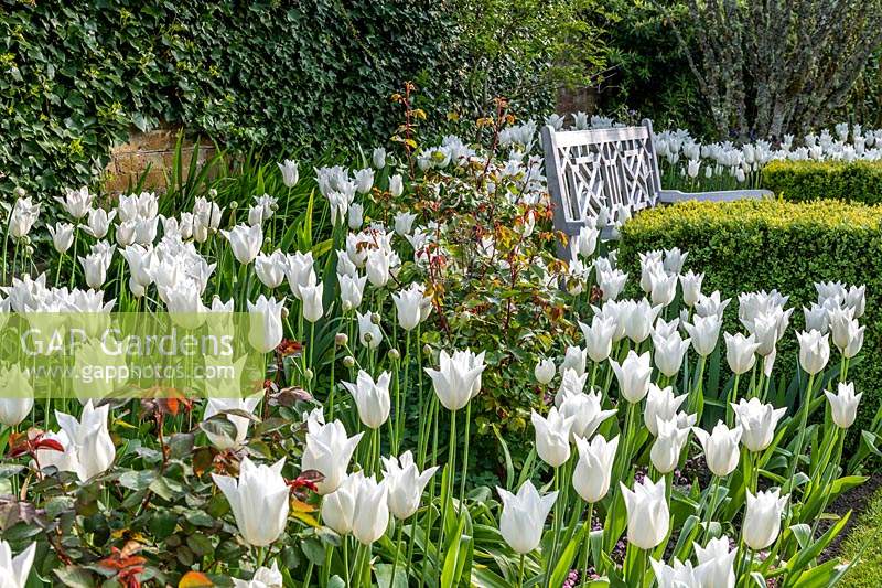 Tulip Festival at Pashley Manor in Sussex, UK.
