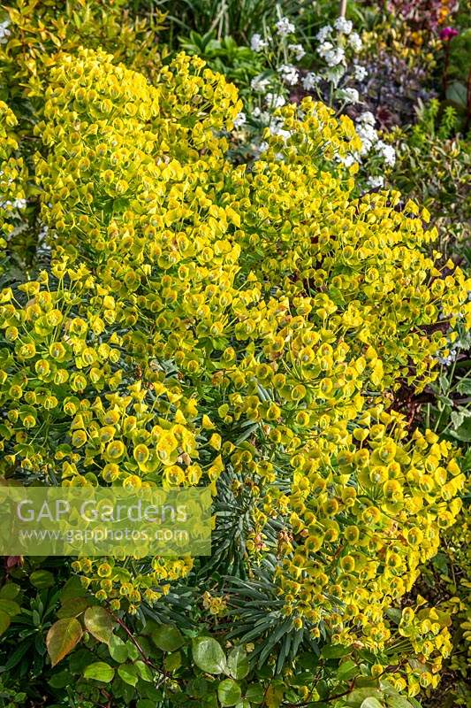 Euphorbia characias subsp wulfenii spurge