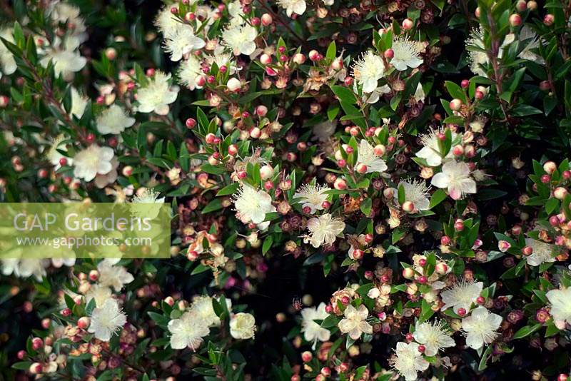 Luma apiculata - Chilean myrtle