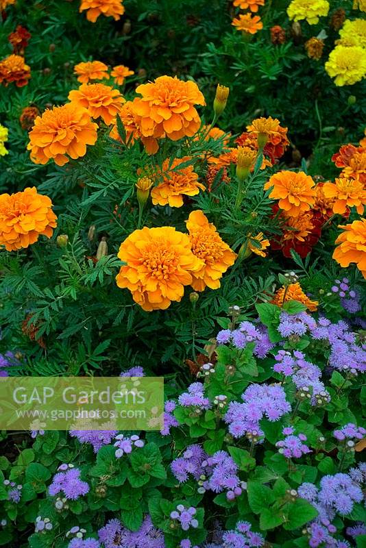 Ageratum and French Marogold - Tagetes used in traditional summer amenity bedding