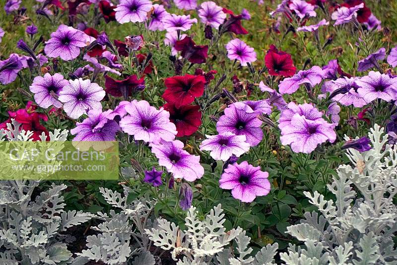 Cineraria and Petunia used in traditional summer amenity bedding