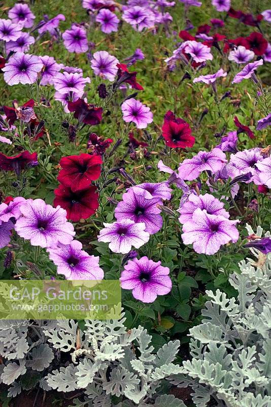Cineraria and Petunia used in traditional summer amenity bedding