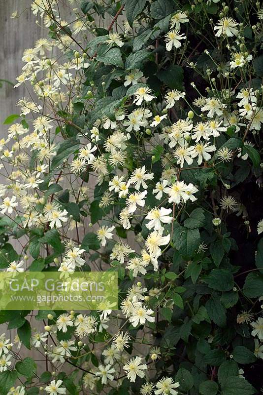 Clematis x fargesioides - Summer Snow