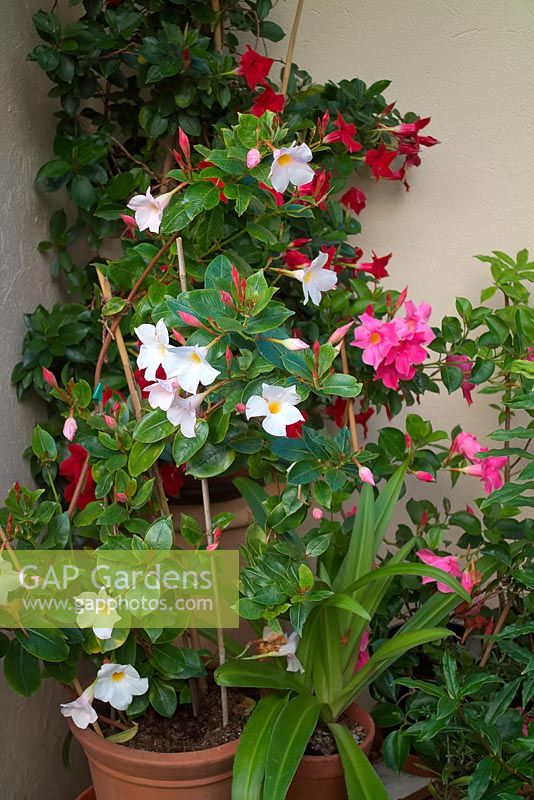 Mandevilla sanderi - white pink and red cultivars in late summer