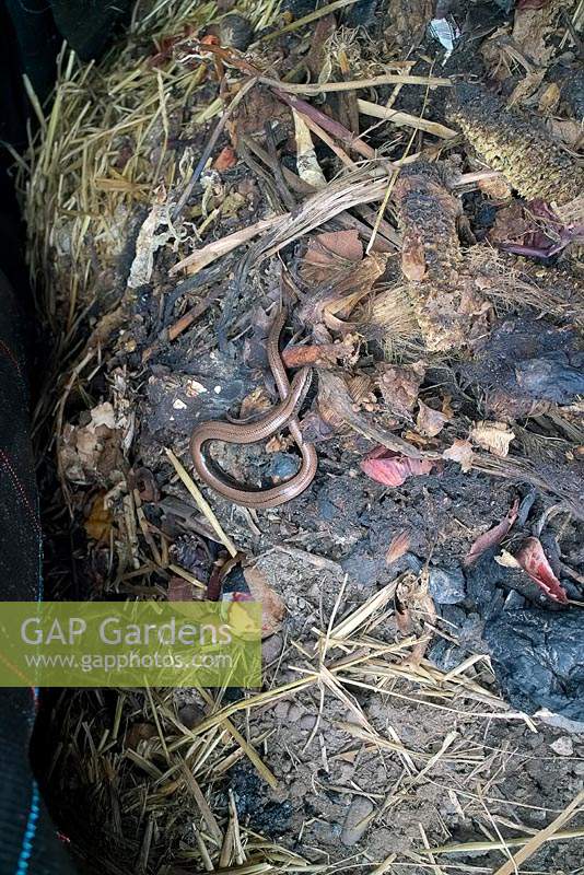 Anguis fragilis - Slow Worm on compost heap. 