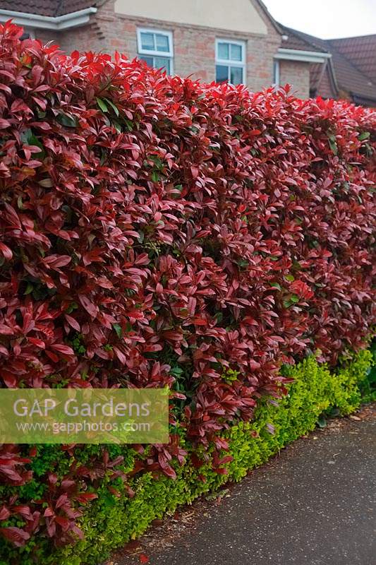 Photinia x fraseri 'Red Robin' - Christmas berry 'Red Robin' with Euonymus growing at its base.
