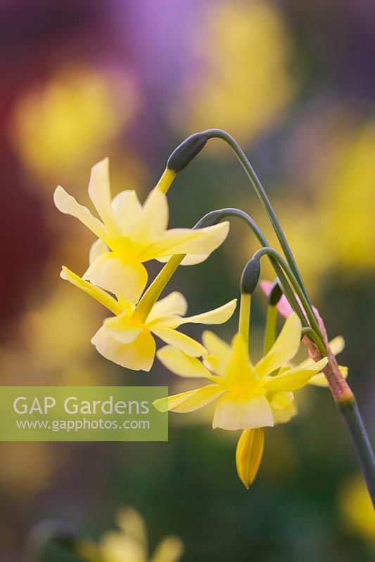 Narcissus 'Hawera' - Daffodil 'Hawera'
 