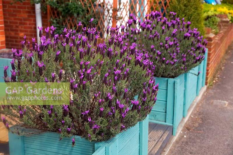 Lavandula stoechas - French lavender 