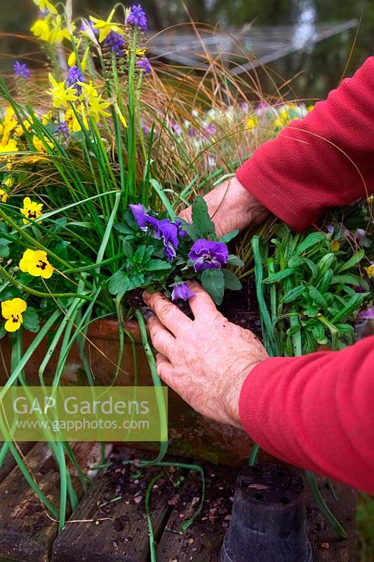 Gardener planting flowering Viola in mixed spring container. 

