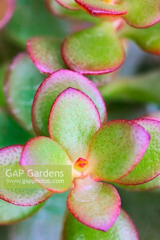 Crassula ovata - Jade plant