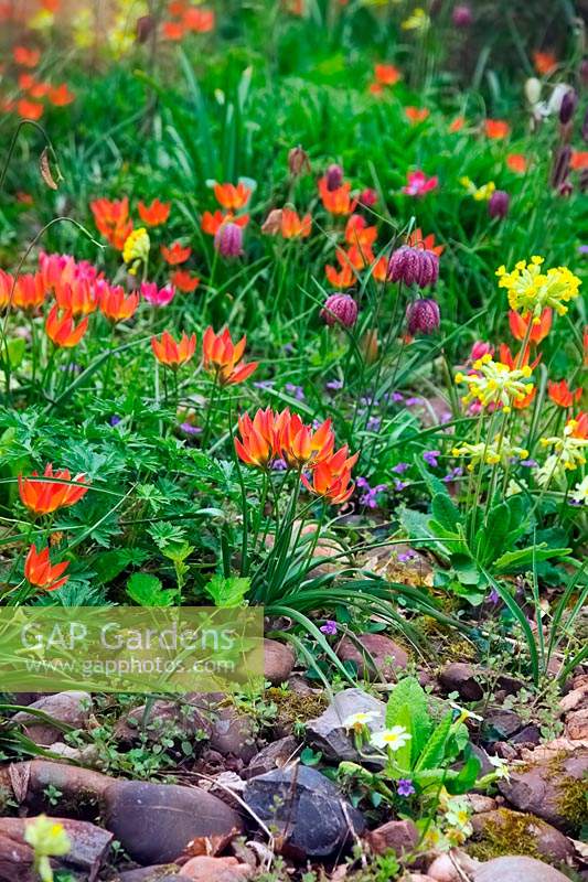 Tulipa 'Little Beauty', Tulipa 'Little Princess', Fritillaria meleagris - Snakeshead Fritillary and Primula veris - Cowlsip growing among rocks. 