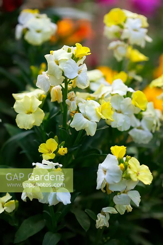 Erysimum - lemon yellow wallflowers