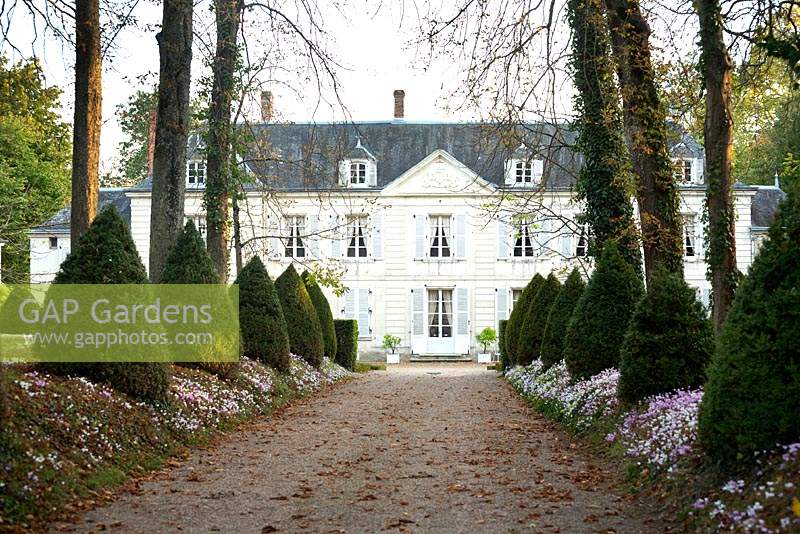 French chateau with naturalised Cyclamen hederifolium and long driveway. 