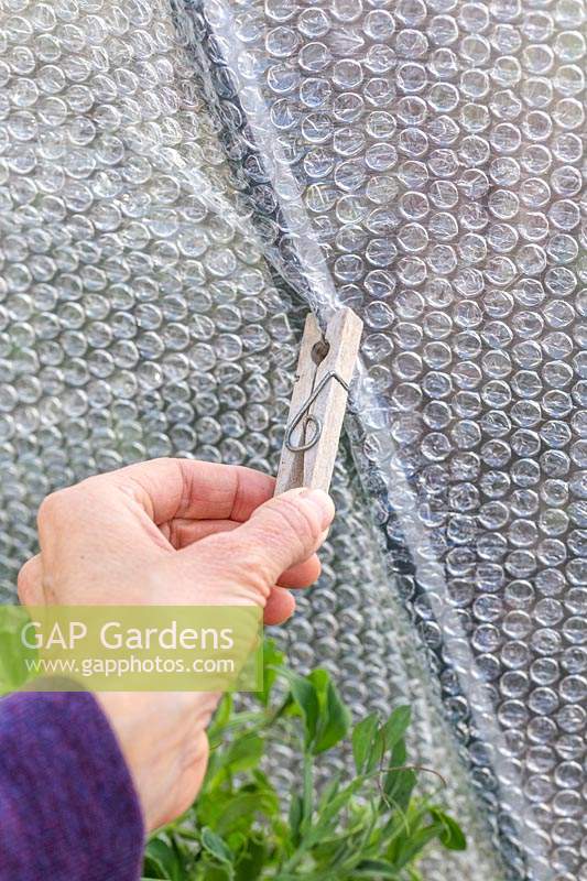 Woman using wooden pegs to fix bubble wrap to inside of greenhouse to provide insulation against the cold winter weather. 