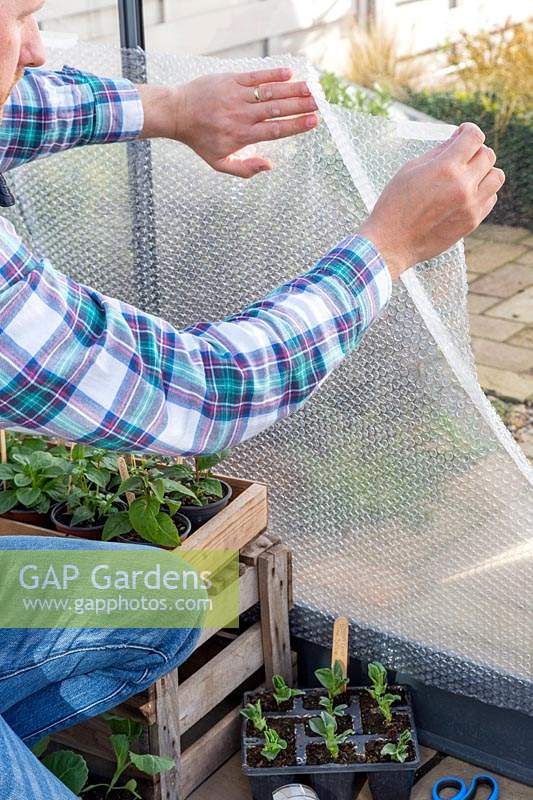 Man using clear adhesive tape to fix bubble wrap to inside of greenhouse to provide insulation against the cold winter weather. 