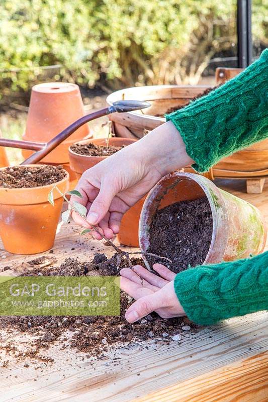 Woman checking if cuttings of Cotoneaster franchetii have rooted. 