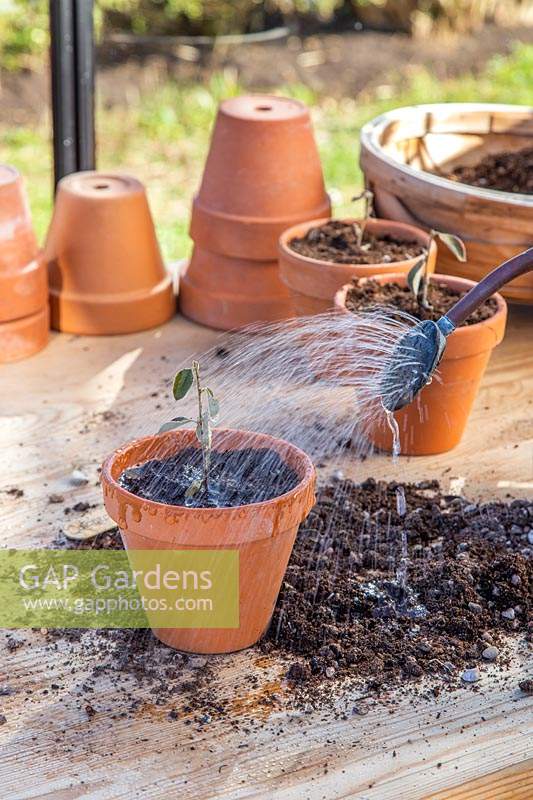 Watering newly potted rooted cutting of Cotoneaster franchetii