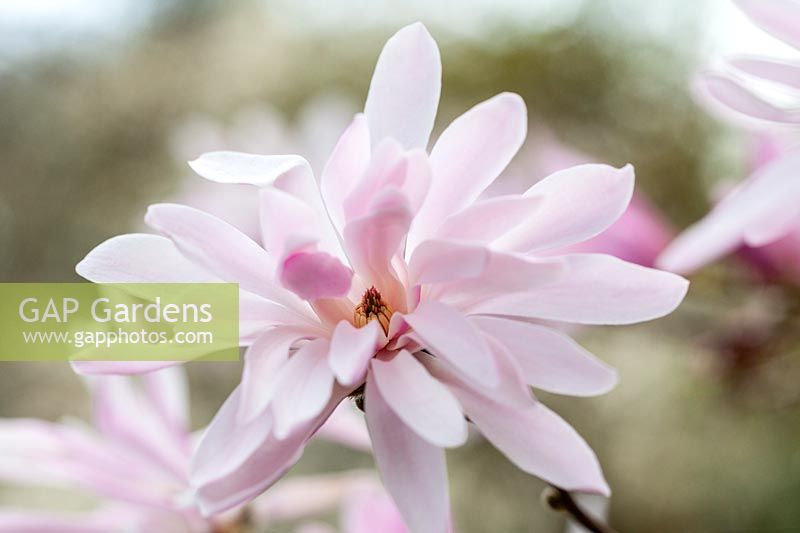 Magnolia stellata 'Jane Platt' - Star magnolia 'Jane Platt'
 