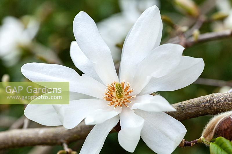 Magnolia stellata 'Scented Silver' - Star Magnolia 'Scented Silver' 