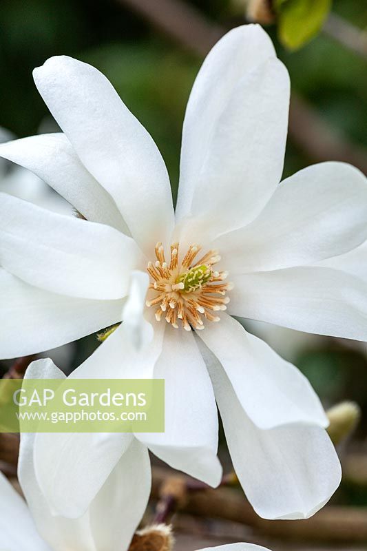 Magnolia stellata 'Scented Silver' - Star Magnolia 'Scented Silver'
