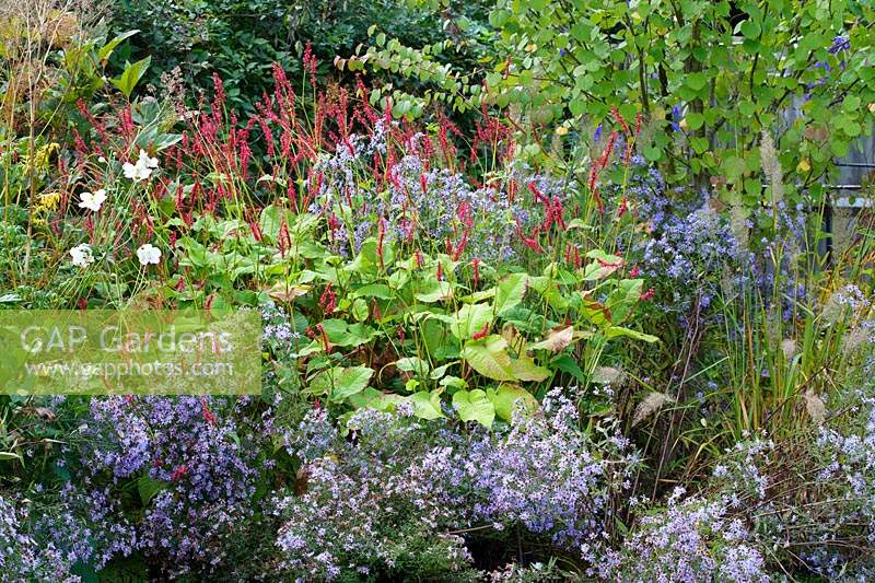 Flowerbed with Persicaria amplexicaulis 'Firedance' with Symphyotrichum 'Little Carlow', Anemone x hybrida 'Honorine Jobert' and, in the background, Cercidiphyllum japonicum. 