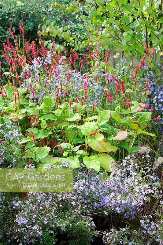 Persicaria amplexicaulis 'Firedance' with Symphyotrichum 'Little Carlow'. 