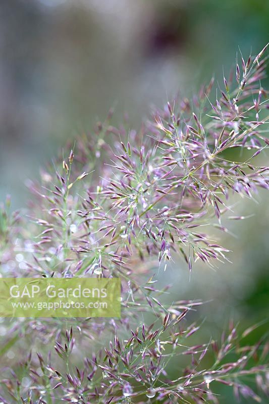 Calamagrostis brachytricha - Korean Feather Reed Grass