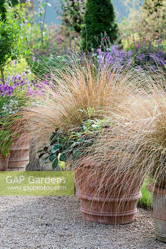 Chionochloa rubra - Red Tussock Grass in large container in gravel garden. 
