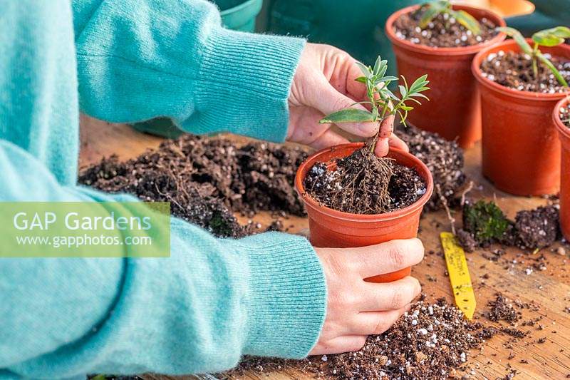 Potting up a rooted cutting of Hebe 'Blue Star' in individual plastic pot